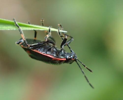 Réf. 260 943 : Eurydema oleracea